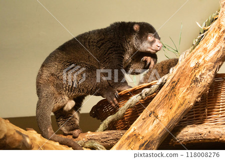 cute wild bear cuscus aulirops ursinus arboreal against blure background. 118008276