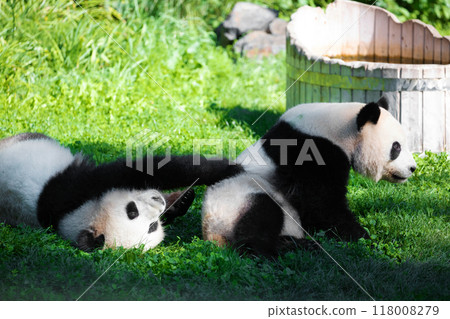 cheerful playing pandas on green lawn 118008279