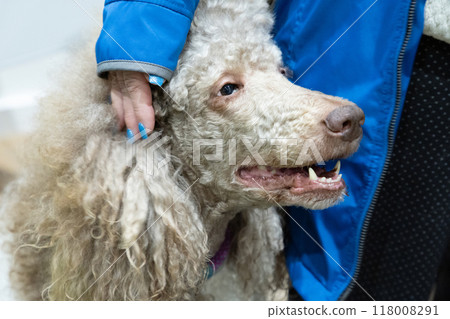 Head shot of adorable adult apricot brown poodle. Recently groomed. with mouth open 118008291