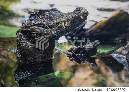 Caiman in the water. The yacare caiman Caiman yacare 118008292