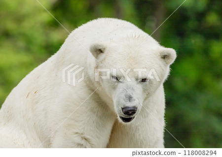 Polar Bear takes a rest 118008294