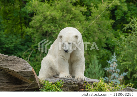 Polar Bear takes a rest Polar Bear takes a rest 118008295