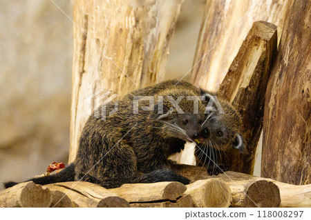 Binturong Arctictis binturong, also known as bearcat. Wildlife animal. Binturong Arctictis binturong, also known as bearcat. Wildlife animal. 118008297