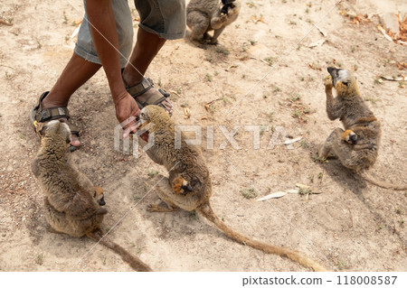 Cute brown lemur (Eulemur fulvus) with orange eyes. Cute brown lemur (Eulemur fulvus) with orange eyes. 118008587
