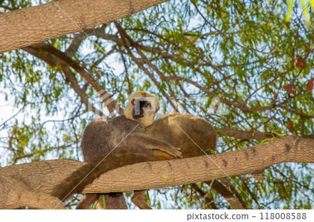 Red-bellied Lemur - Eulemur rubriventer, Cute primate. 118008588
