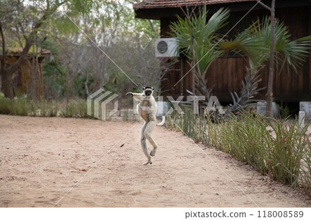 Verreaux's white sifaka with dark head Madagascar island fauna. 118008589