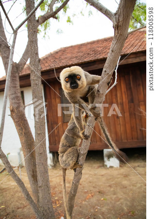 Common brown lemur (Eulemur fulvus) with orange eyes. 118008598