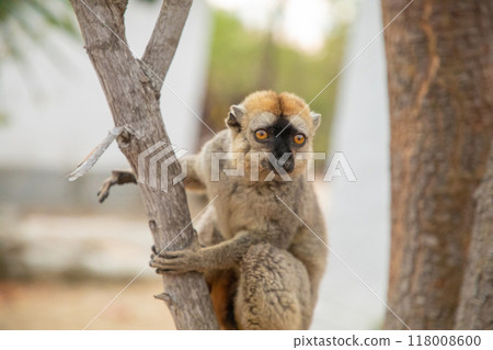 Common brown lemur (Eulemur fulvus) with orange eyes. Common brown lemur (Eulemur fulvus) with orange eyes. 118008600