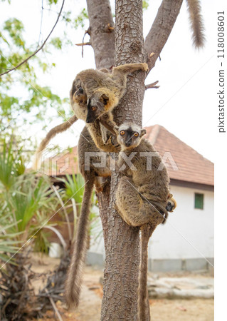 Common brown lemur (Eulemur fulvus) with orange eyes. Common brown lemur (Eulemur fulvus) with orange eyes. 118008601