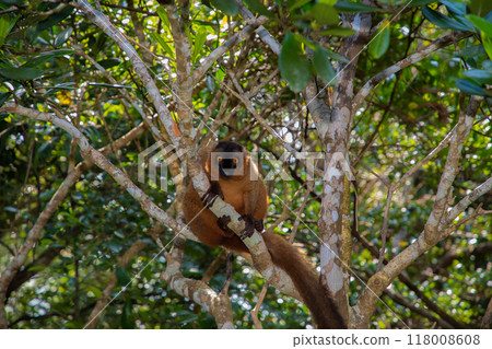 Red lemur (Eulemur Coronatus), endemic animal 118008608
