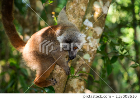 Crowned lemur (Eulemur Coronatus), endemic animal 118008610