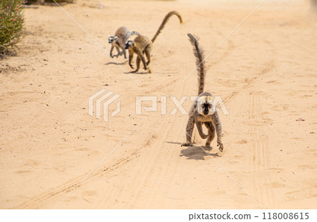 Cute brown lemur (Eulemur fulvus) with orange eyes. Cute brown lemur (Eulemur fulvus) with orange eyes. 118008615