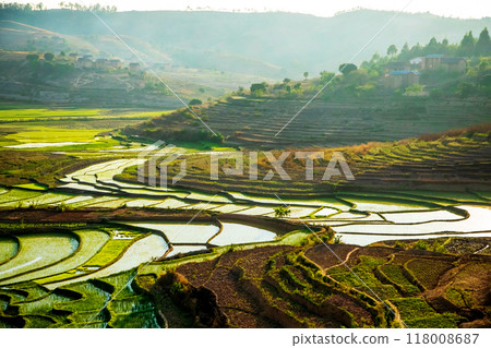 Rice terrasses fields of Madagascar 118008687