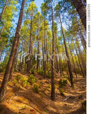 spring dense pine forest with light young needles 118008705
