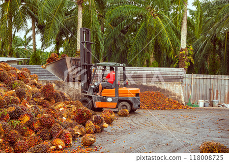 worker operates a forklift to unload harvested palm oil fruit 118008725