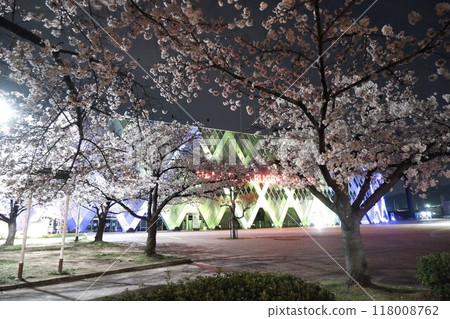 花園橄欖球場前的櫻花 花園橄欖球場前的櫻花 118008762