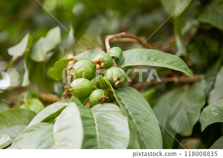 Three guava are on the tree branch 118008835