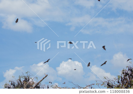 close-up hanging Mariana fruit bat (Pteropus mariannus) 118008836