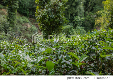 high mountain tea plantation in Sri Lanka high mountain tea plantation in Sri Lanka 118008838