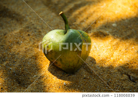 Flowers and fruit of white and pink of Barringtonia asiatica 118008839