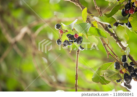 Organic jambolan fruits on tree Organic jambolan fruits on tree 118008841