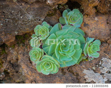 Close-up of Aeonium Succulent plant. Close-up of Aeonium Succulent plant. 118008846