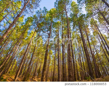 spring dense pine forest with light young needles spring dense pine forest with light young needles 118008853