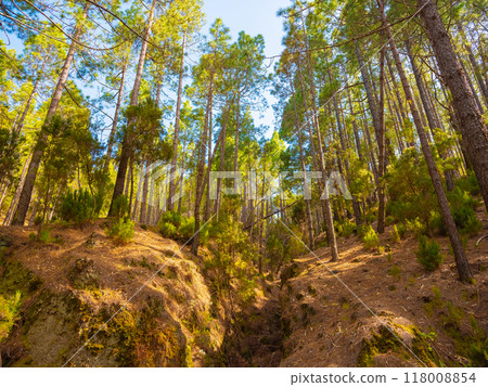 spring dense pine forest with light young needles 118008854