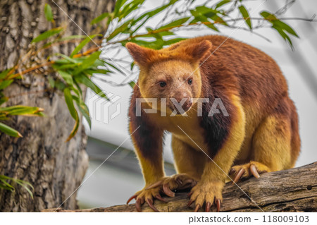 Goodfellow's Tree Kangaroo, portrait of very cute rare red animal. 118009103