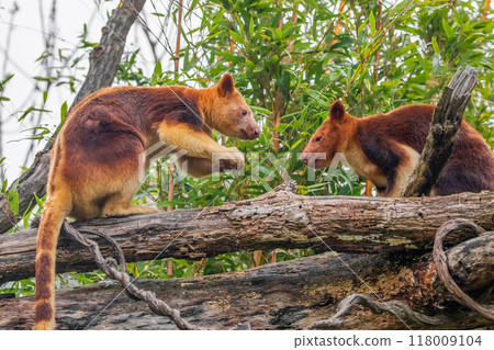 Goodfellow's Tree Kangaroo, portrait of very cute rare red animal. 118009104