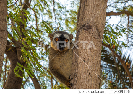 Red-bellied Lemur - Eulemur rubriventer, Cute primate. 118009106