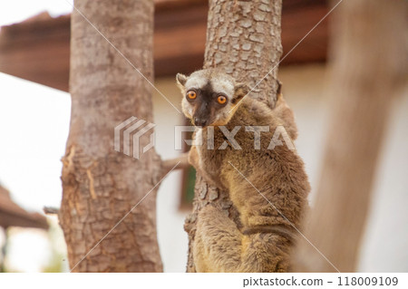 Common brown lemur (Eulemur fulvus) with orange eyes. Common brown lemur (Eulemur fulvus) with orange eyes. 118009109