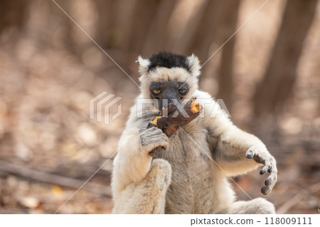 Sifaka lemur (Propithecus verreauxi), Madagascar nature Sifaka lemur (Propithecus verreauxi), Madagascar nature 118009111