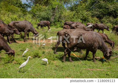 herd of black Sri Lankan cows and white herons herd of black Sri Lankan cows and white herons 118009113