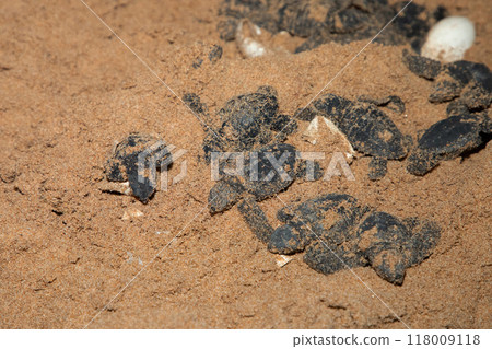 human hands hold newborn sea turtle babies in sand human hands hold newborn sea turtle babies in sand 118009118