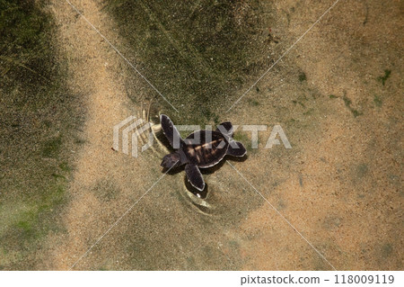 Baby turtle in a farm swim in the water 118009119