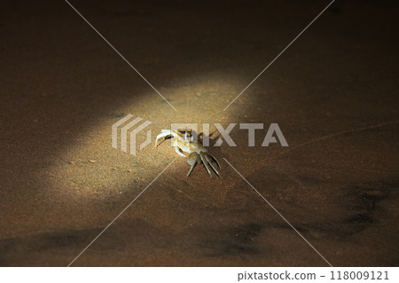 baby sea turtle goes to the water, towards ocean baby sea turtle goes to the water, towards ocean 118009121