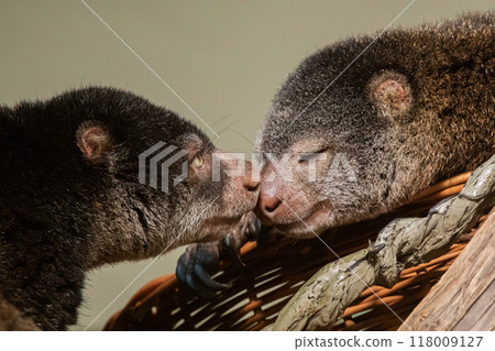 cute wild bear cuscus aulirops ursinus arboreal against blure background. cute wild bear cuscus aulirops ursinus arboreal against blure background. 118009127