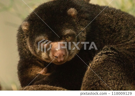 cute wild bear cuscus aulirops ursinus arboreal against blure background. cute wild bear cuscus aulirops ursinus arboreal against blure background. 118009129
