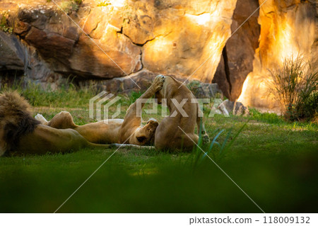 Pair adult Lions playing in zoological garden Pair adult Lions playing in zoological garden 118009132