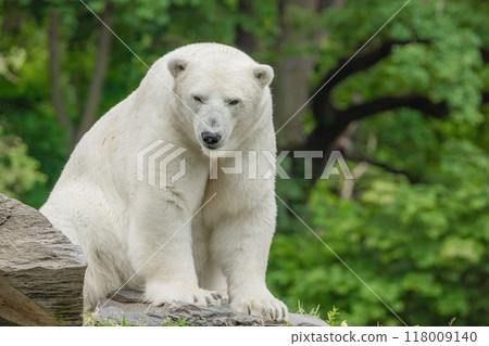 Polar Bear takes a rest 118009140