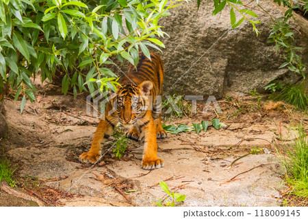 Sumatran tiger family with two little cubs 118009145