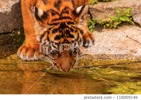 Sumatran tiger family with two little cubs 118009146