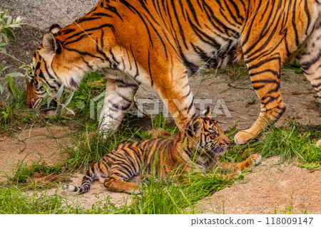 Sumatran tiger family with two little cubs 118009147