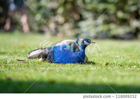 Peacock at Waldstein Garden and baroque Wallenstein Palace in Mala Strana district in Prague, Czechia 118009152