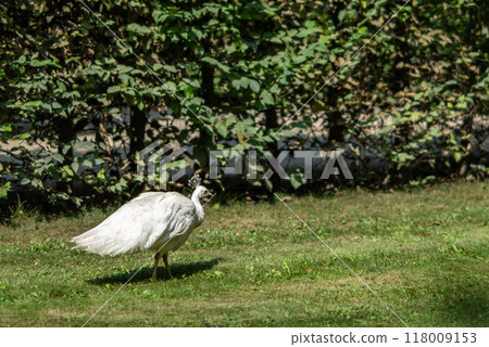 Peacock at Waldstein Garden and baroque Wallenstein Palace in Mala Strana district in Prague, Czechia 118009153