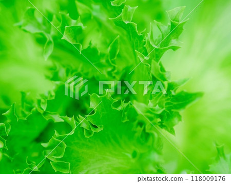 Frillice Iceberg close up texture for background. 118009176