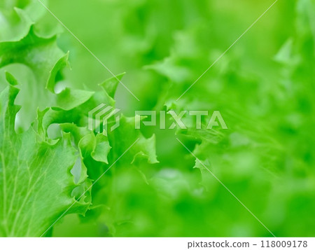 Frillice Iceberg close up texture for background. 118009178