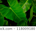 Philodendron leaves close up on background. 118009180