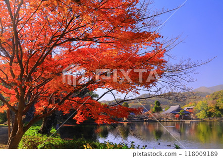 Autumn foliage in the gardens around Osawa Pond at Daikakuji Temple (Ukyo Ward, Kyoto City) Autumn foliage in the gardens around Osawa Pond at Daikakuji Temple (Ukyo Ward, Kyoto City) 118009189